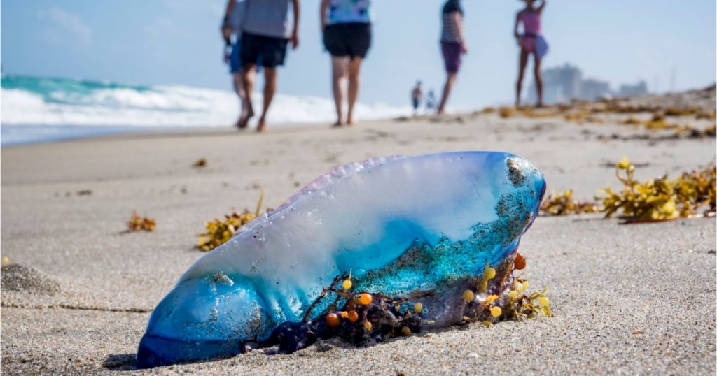 Invazia Galerelor Portugheze: O Analiză Detaliată a Fenomenului Ecologic din Mările Europene