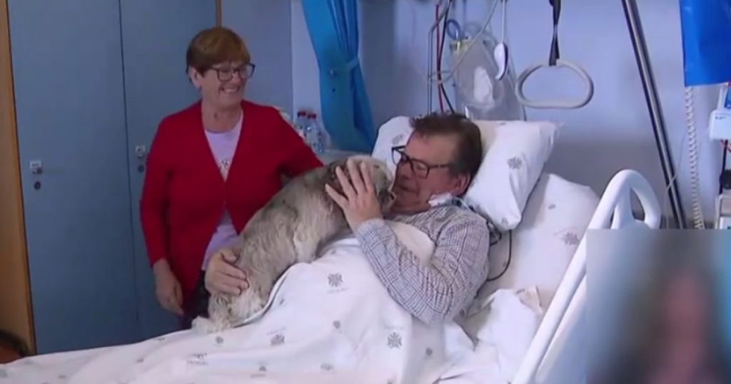 Inovații în îngrijirea pacienților: Cum animalele de companie pot transforma experiența spitalicească