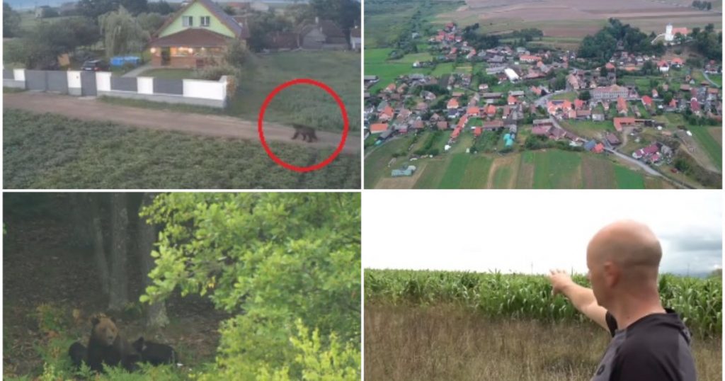 Teama de urși în Harghita: O comunitate la capătul răbdării