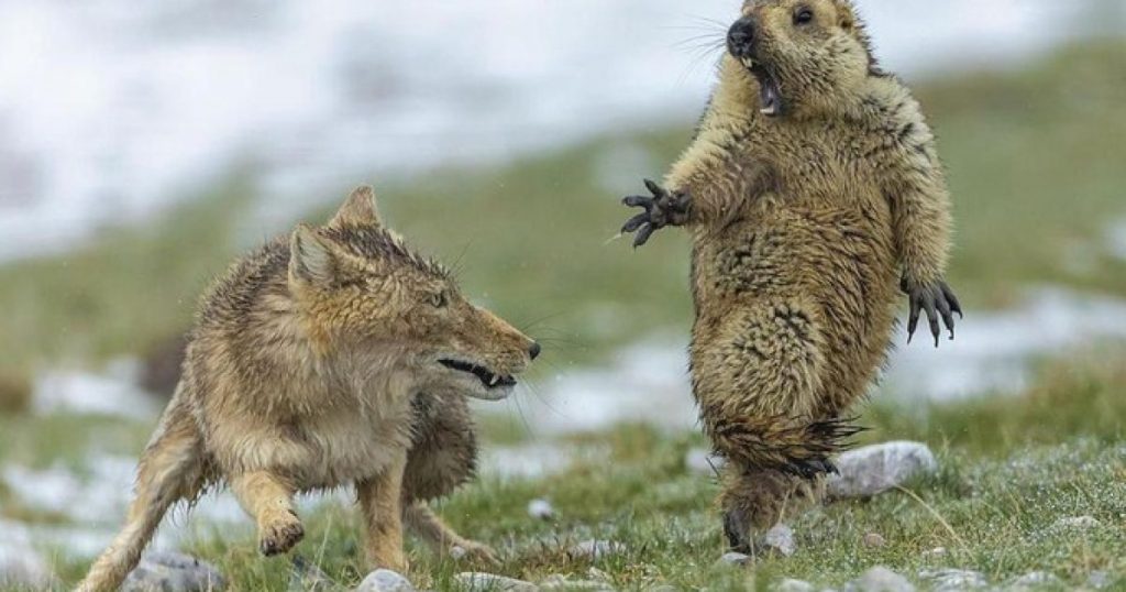 Controversa vânătorii de marmote în Franța: O luptă între conservare și tradiție