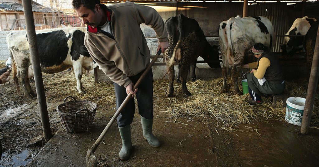 Sprijinul European pentru Crescătorii de Bovine: O Analiză Detaliată a Ajutoarelor de Stat în Contextul Crizei Energetice