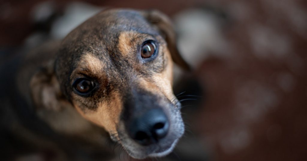 Câinii și clipitul: Ce ne dezvăluie comportamentul canin despre legătura cu oamenii