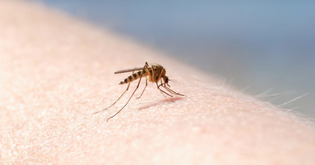 Virusul West Nile: Ce Trebuie Să Știm Despre Simptome și Protecție