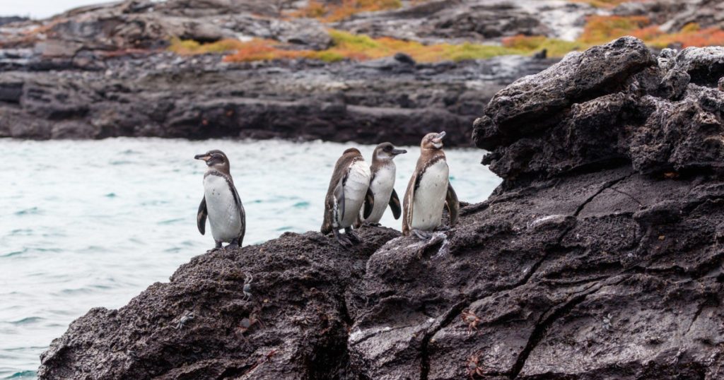 Impactul devastator al fenomenului El Niño asupra biodiversității din Galapagos