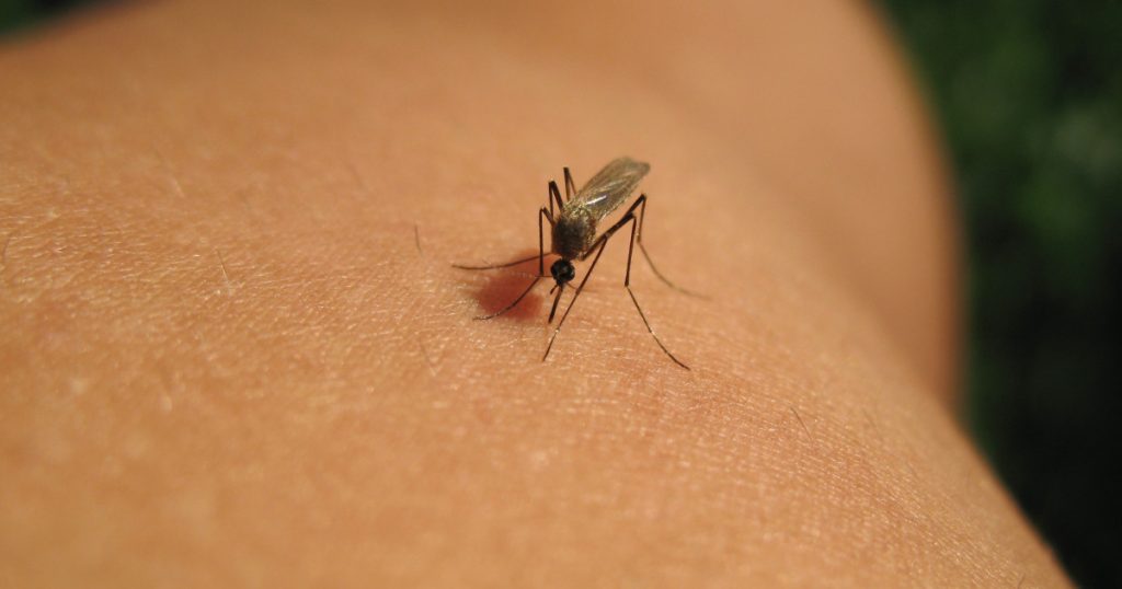 Impactul Virusului West Nile în România: Cazuri și Decese în Creștere
