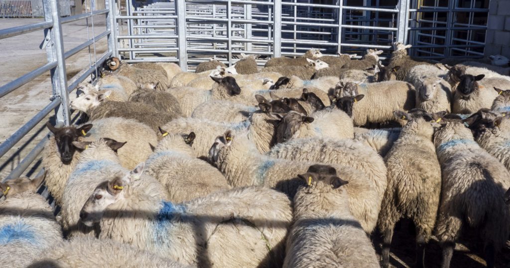 Deblocarea Exporturilor de Ovine și Caprine: Un Pas Esențial pentru Agricultura Românească