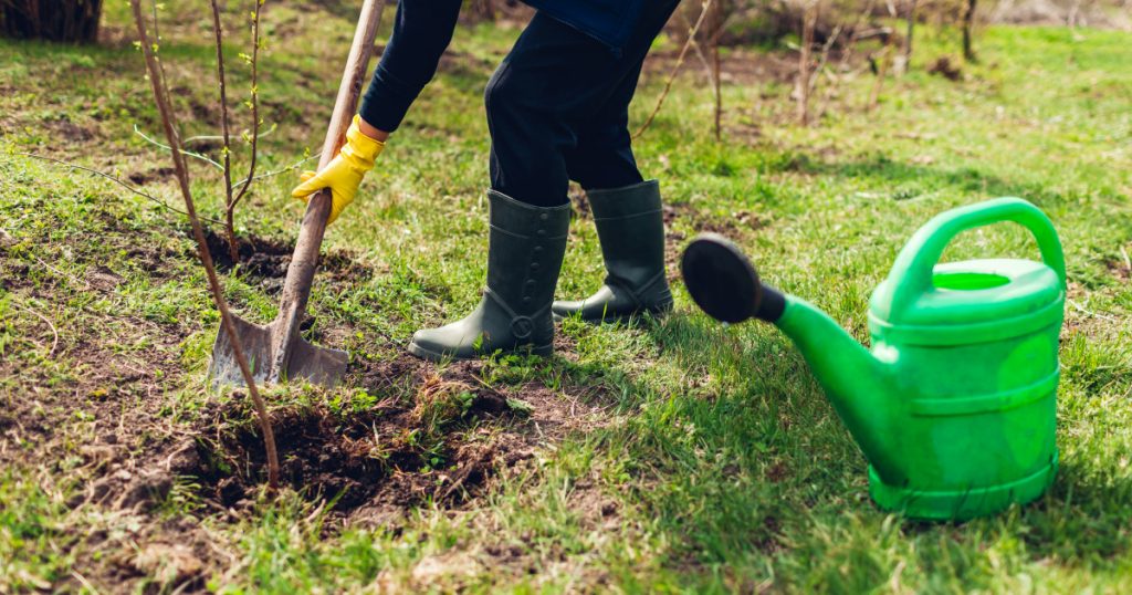 Reguli esențiale pentru plantarea copacilor: Ce trebuie să știe proprietarii de terenuri