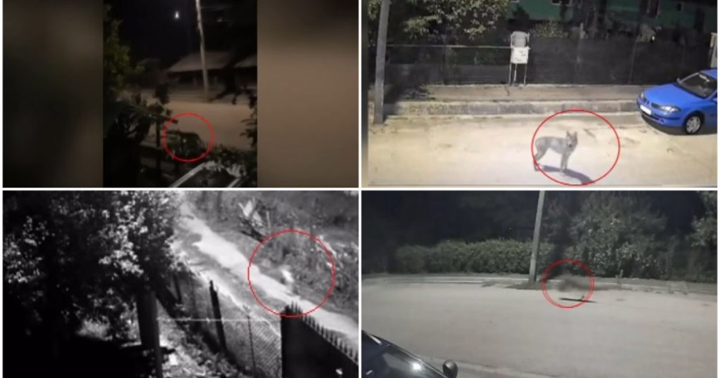 Terorismul animalelor sălbatice: lupii care amenință comunitățile din România