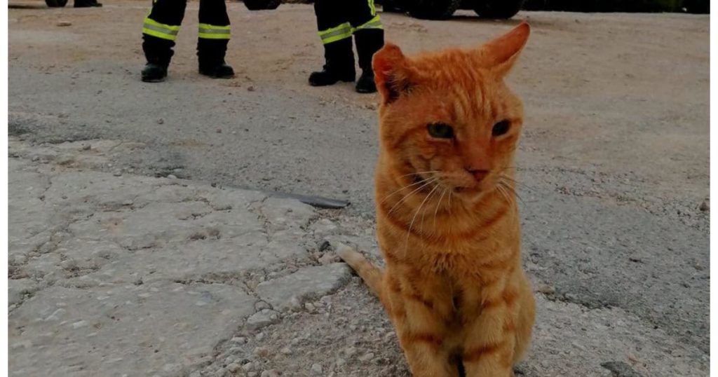 Povestea lui Garfield: Motănelul care a devenit mascotă a pompierilor români în Grecia