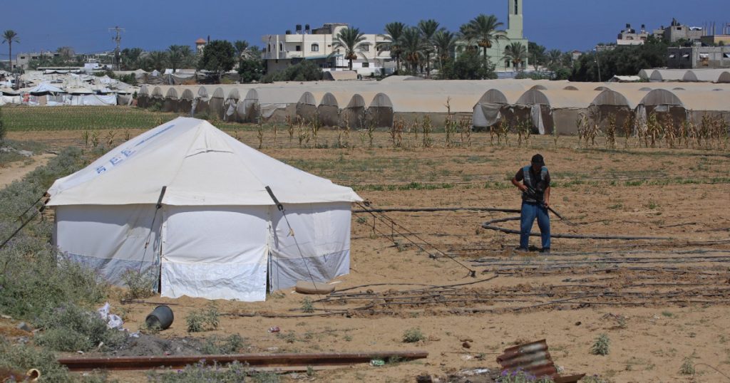 Recolta de speranță: Reconstruirea băncii de semințe din Gaza în mijlocul crizei umanitare