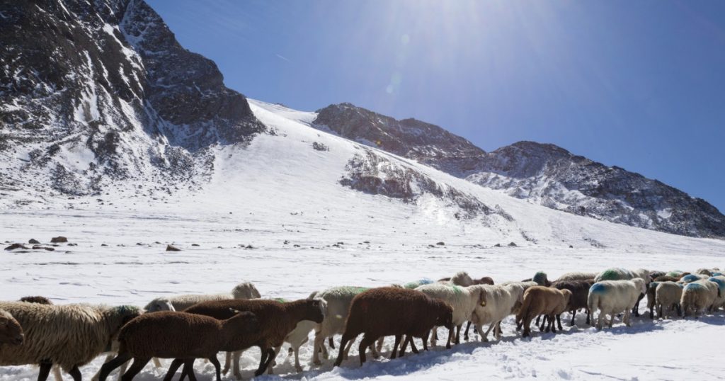 Inovația din Alpi: Oile și Lâna Lor, O Soluție Ecologică Împotriva Topirii Ghețarilor