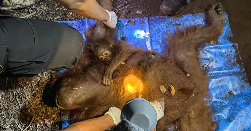 Salvarea Urangutanilor din Borneo: O Luptă Împotriva Incendiilor și Impactul Asupra Biodiversității