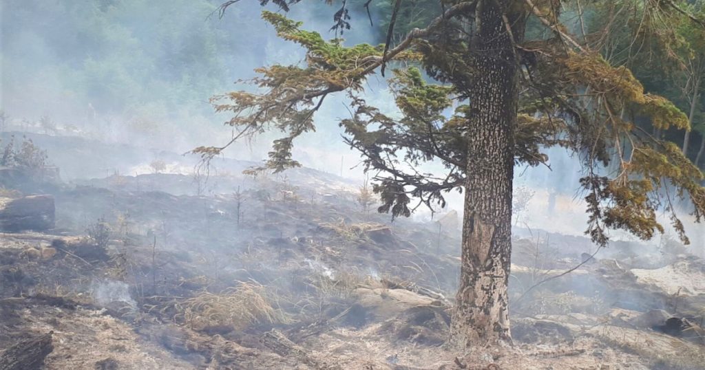 Incendiile de Vegetație în România: O Analiză Detaliată a Statisticilor și Implicațiilor pentru Viitor