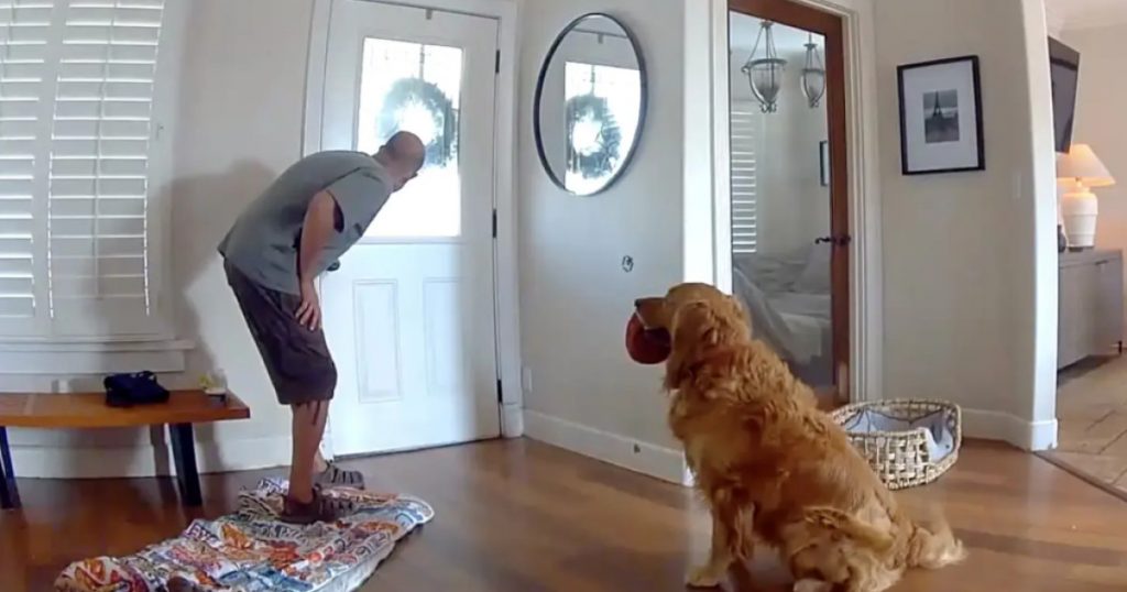 Incredibilul incident din San Diego: Hoț surprins în flagrant, întâmpinat de un golden retriever jucăuș