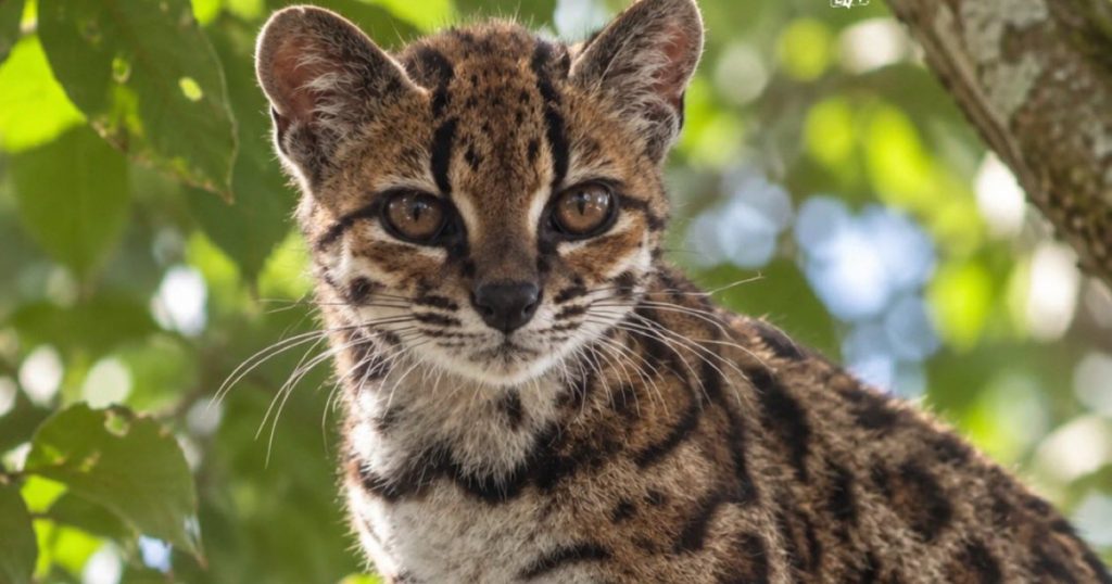 Descoperirea unei noi specii de pisică sălbatică în Bolivia: Implicații ecologice și științifice ale Leopardus tilcayo