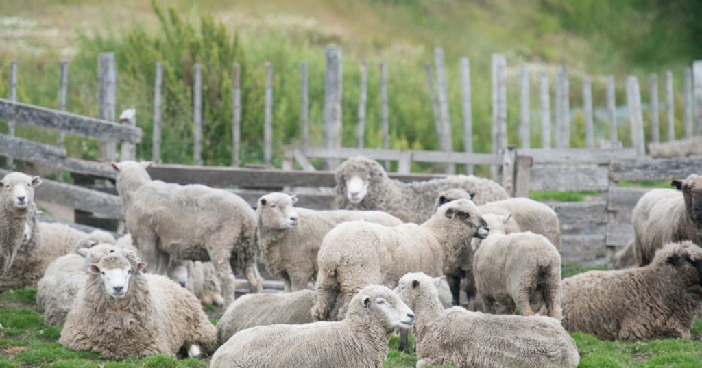 Reluarea exporturilor de ovine și caprine: Implicațiile aprobării planului României de către Comisia Europeană