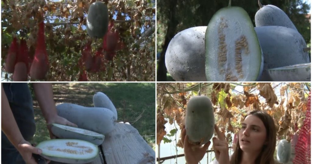 Pepenele de iarnă: Gigantul din serele Buzăului și impactul său asupra alimentației sănătoase