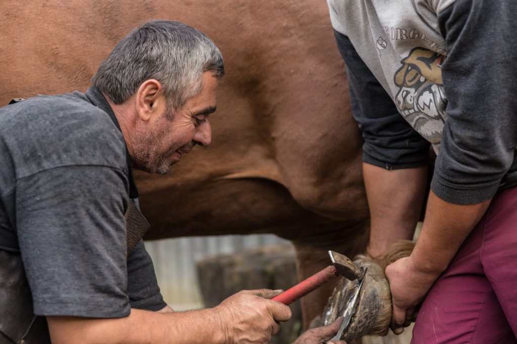 Cruzimea față de animale în România: O privire detaliată asupra cazului de la Suceava