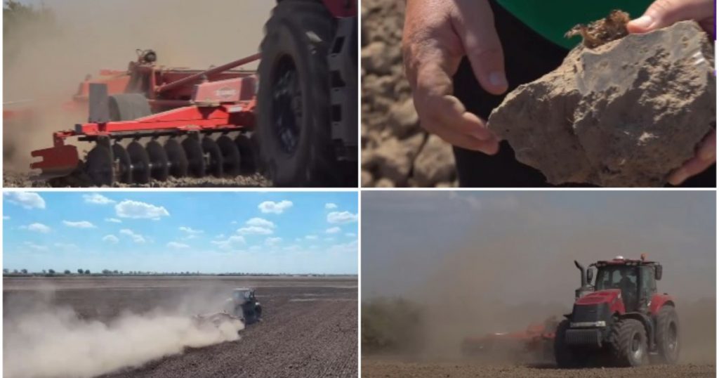 Seceta din vestul României: O criză agricolă fără precedent și efectele ei devastatoare