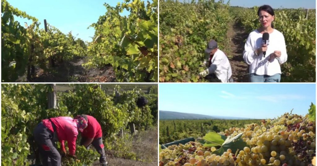 Criza muncitorilor în podgoriile românești: Impactul unei recolte bogate și lipsa forței de muncă