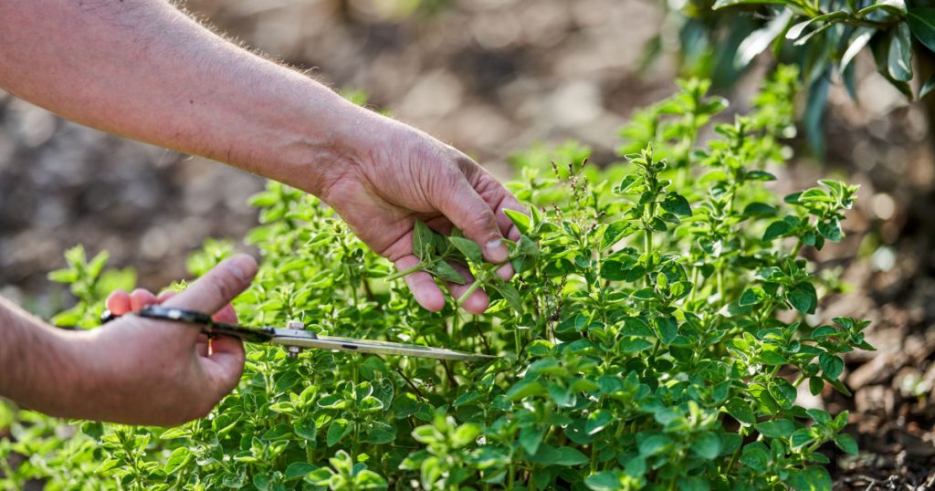 Oregano: Planta Aromatică cu Beneficii Inestimabile pentru Sănătate și Gastronomie