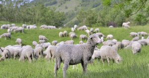 Reluarea exporturilor de ovine: Măsuri și perspective pentru agricultura românească