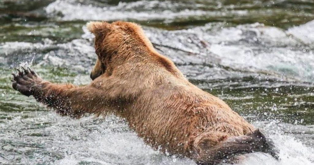 Între Distracție și Conștientizare: Fat Bear Week, Concursul Global pentru Cel Mai Gras Urs din Alaska