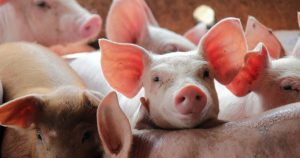 Sprijin European pentru Crescătorii de Porci din România: O Analiză Detaliată a Ajutoarelor de Stat în Contextul Crizei Economice