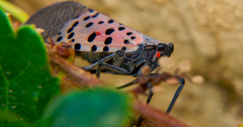 Descoperirea Gândacului Pătat în Ungaria: O Amenințare pentru Agricultura Europeană