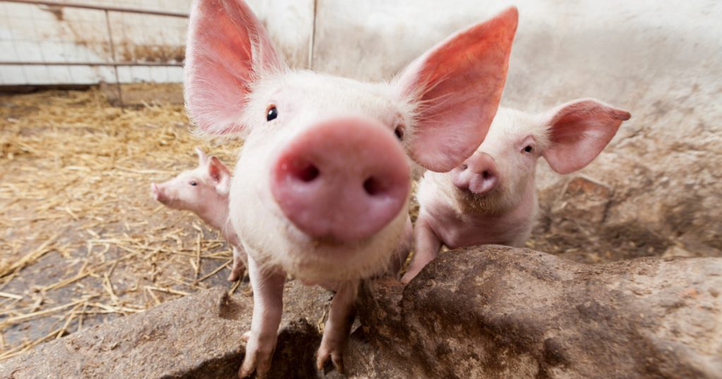 Impactul pestei porcine africane asupra economiei locale: Studiu de caz al fermei din Buzău