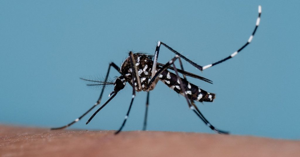 Eliberarea țânțarilor sterili în Lisabona: O soluție experimentală împotriva bolilor transmise de insecte
