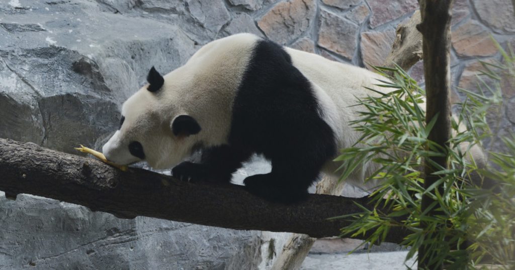 Diplomația Panda: O Relansare a Relațiilor Sino-Americane prin Emisari Neobișnuiți