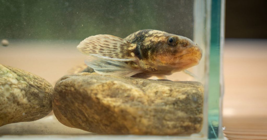 Aspretele: O specie endemică pe cale de dispariție din cauza poluării râului Vâlsan