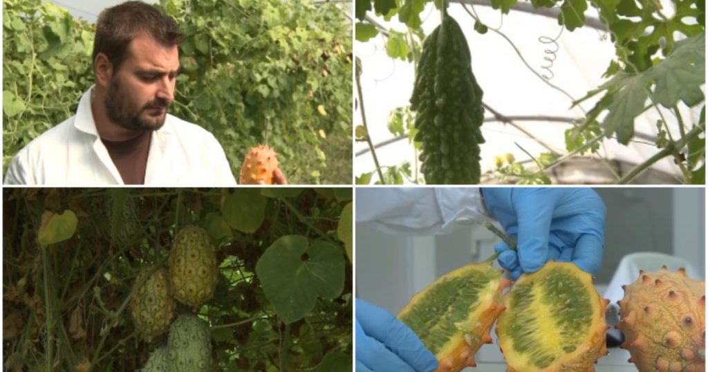 Kiwano: Castravetele cu Coarne din Africa Aclimatizat la Buzău – O Privire Detaliată Asupra Fructului Exotic și Impactul Său în România