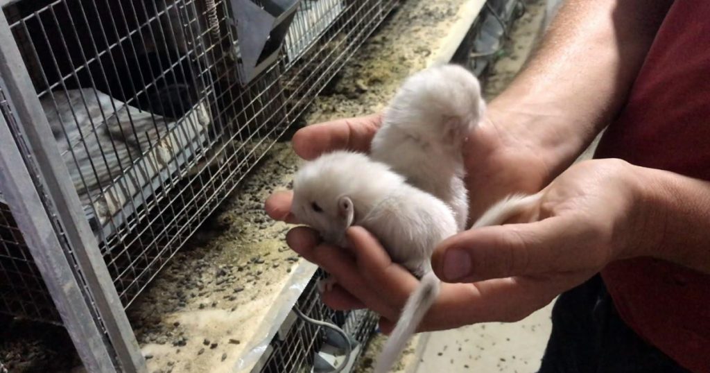 Controversa fermelor de nurci și șinșile din România: Proiectul AUR care amenință bunăstarea animalelor
