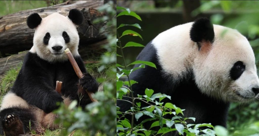 Diplomația Panda: Cum Beijingul Folosește Urșii Panda pentru a Întări Relațiile cu SUA