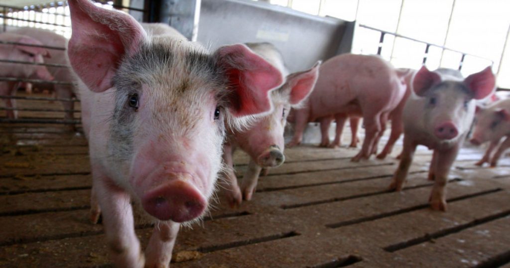 Impactul focarului de pestă porcină asupra fermelor din Buzău: Sacrificarea a peste 5.700 de porci și implicațiile acestei crize sanitare
