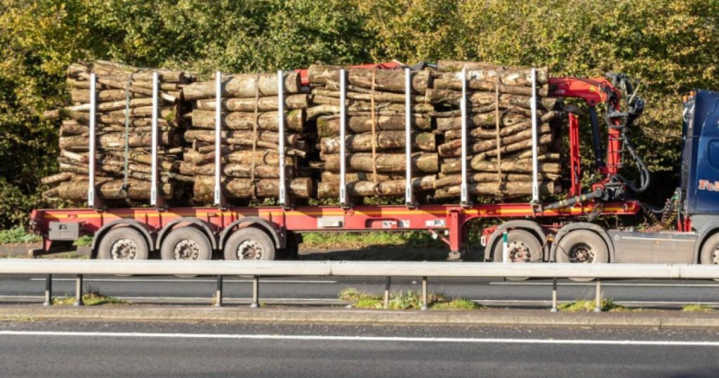 Anomalie în sistemul de transport: Cum un decedat a fost asociat cu 122 de transporturi ilegale de lemn