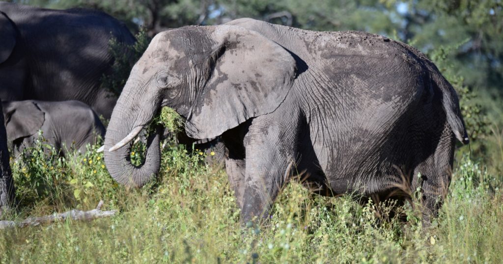 Elefanții și utilizarea plantelor medicinale: O descoperire fascinantă din Kenya