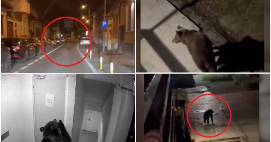 Urșii din Brașov: Provocarea coabitării între oameni și sălbăticie