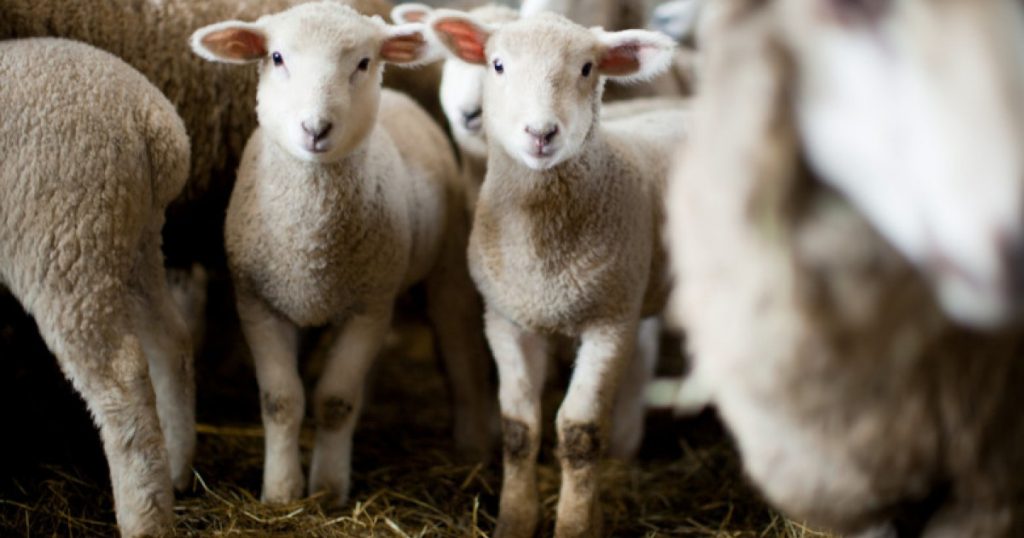 Provocările sectorului ovin și caprin în Uniunea Europeană: Solicitările urgente ale României și impactul asupra agriculturii