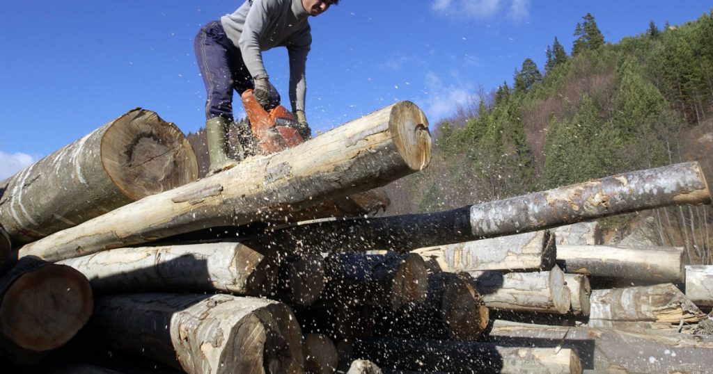 Creșterea Exploatării Lemnului în România: O Analiză Detaliată a Evoluției din 2025