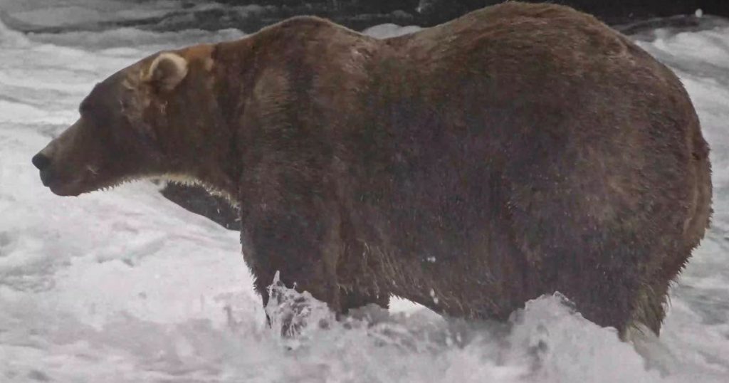 Aventura lui Backpack: Câștigătorul Titlului de Cel Mai Gras Urs din Alaska și Impactul Său Asupra Conservării Faunei